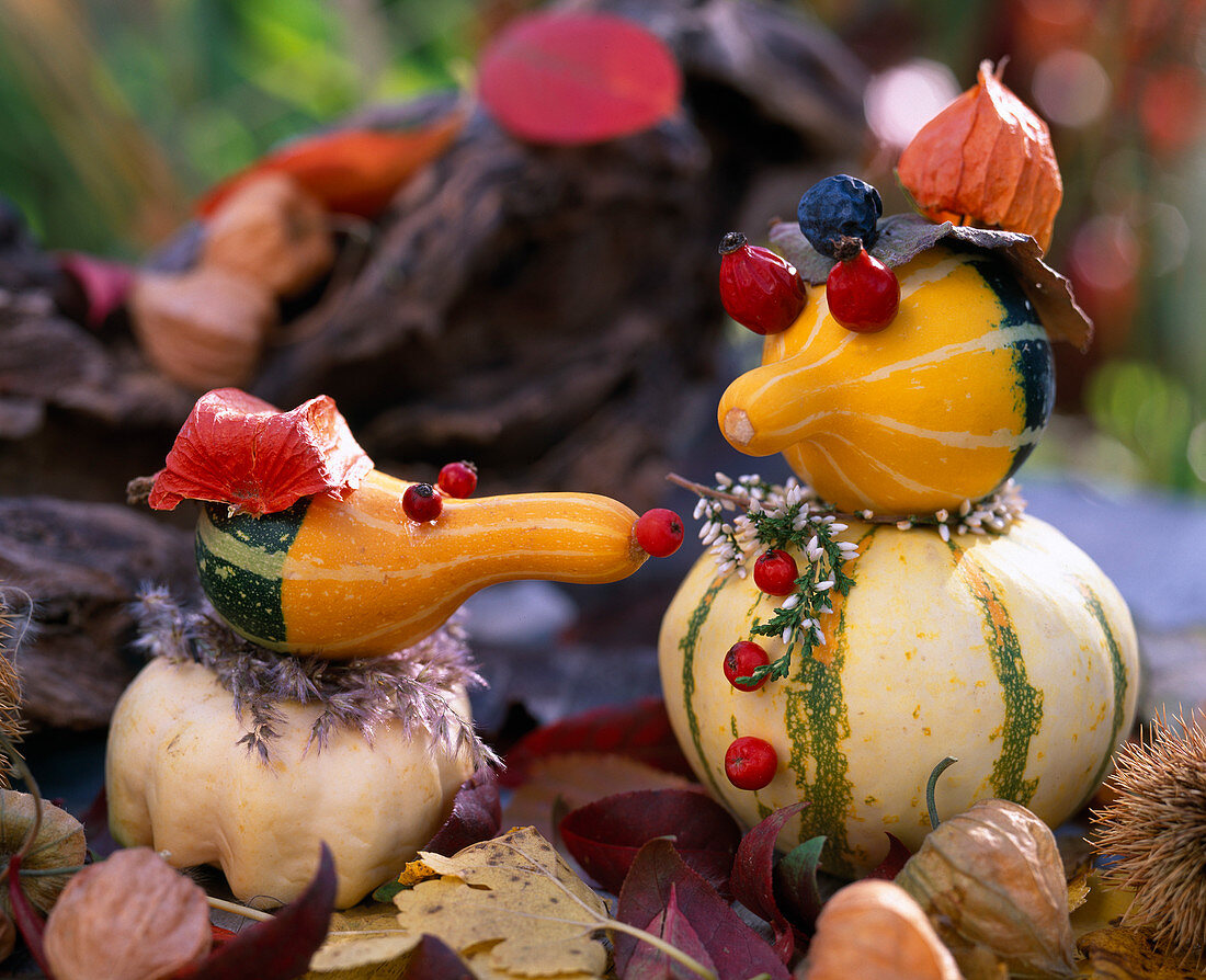 Pumpkin Figures Cucurbita Ornamental Squash, rose Rosehips, Sorbus Rowanberry, Prunus