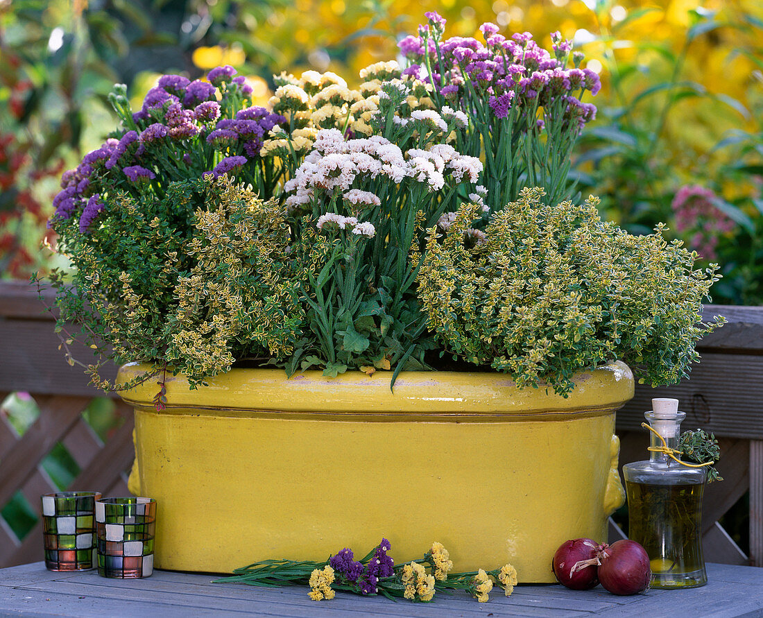 Limonium sinuatum (Beach lilac), Thymus citriodorus