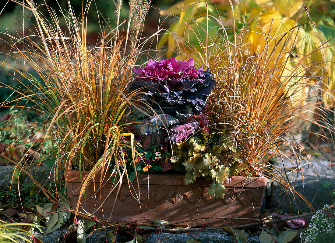 Autumn box: Achnatherum brachytricha, Brassica (ornamental cabbage), Viola cornuta (horned violet)