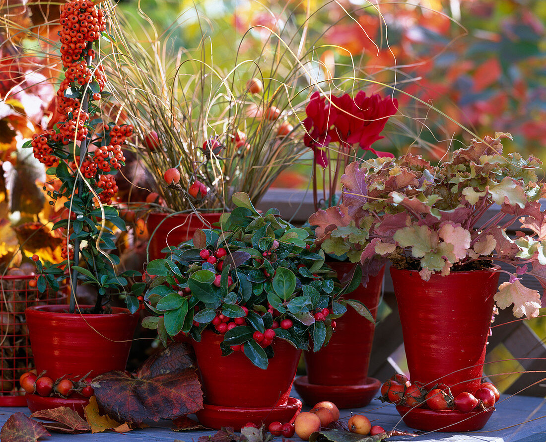 Autumn in red: Pyracantha 'Orange Charmer' (Firethorn), Carex testacea