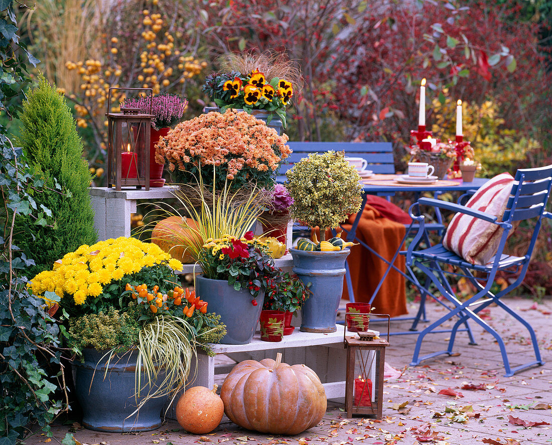 Chrysanthemum, Cucurbita (pumpkins), Buxus (variegated box), Capsicum (ornamental peppers)