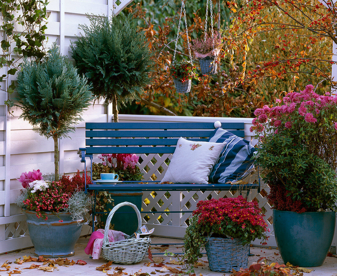 Chamaecyparis, Chrysanthemum, Pieris, Cucurbit