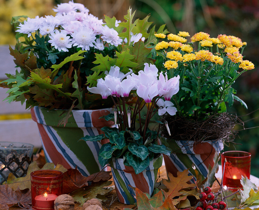 Chrysanthemum 'Stellar Time' u.' Improved Tedcha' (Cyclamen persicum) Cyclamen violet