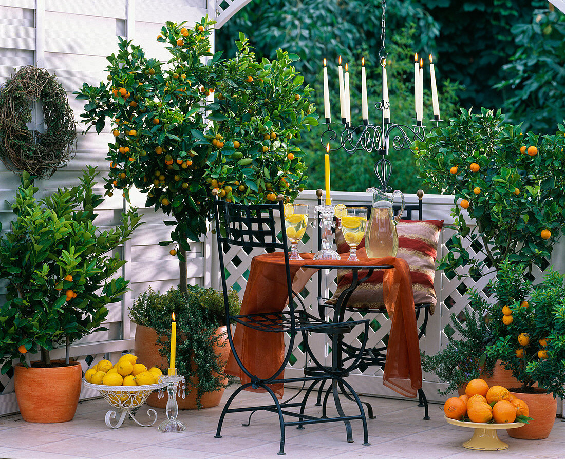 Citrofortunella microcarpa, Calamondin orange, Chamaerops humilis