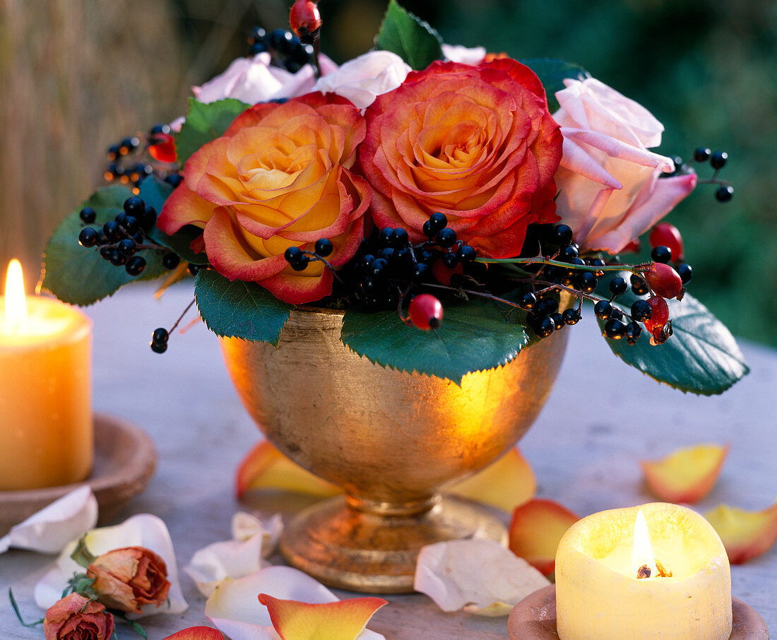 Rosa (rose) 'Circus' and 'Anna' (rosehips)