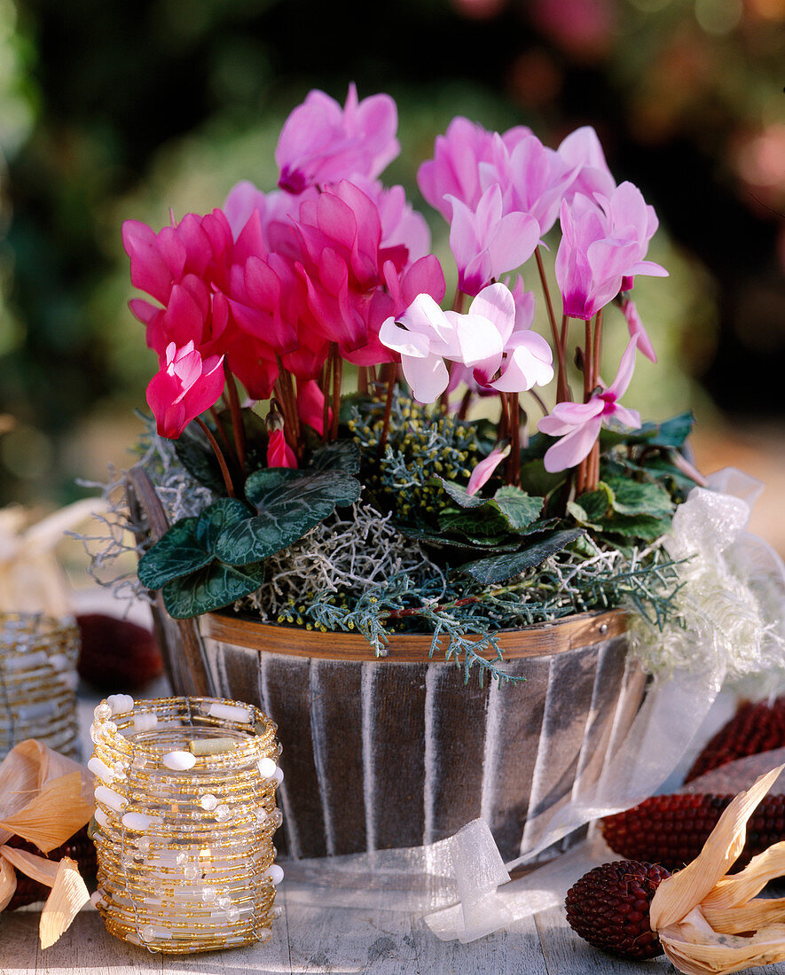 Cyclamen persicum (Alpenveilchen), Cupressus arizonica (Arizonazypresse)