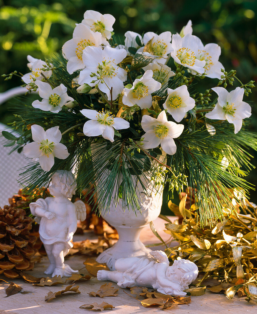 Helleborus niger (Christmas rose), Pinus strobus (Silk pine)