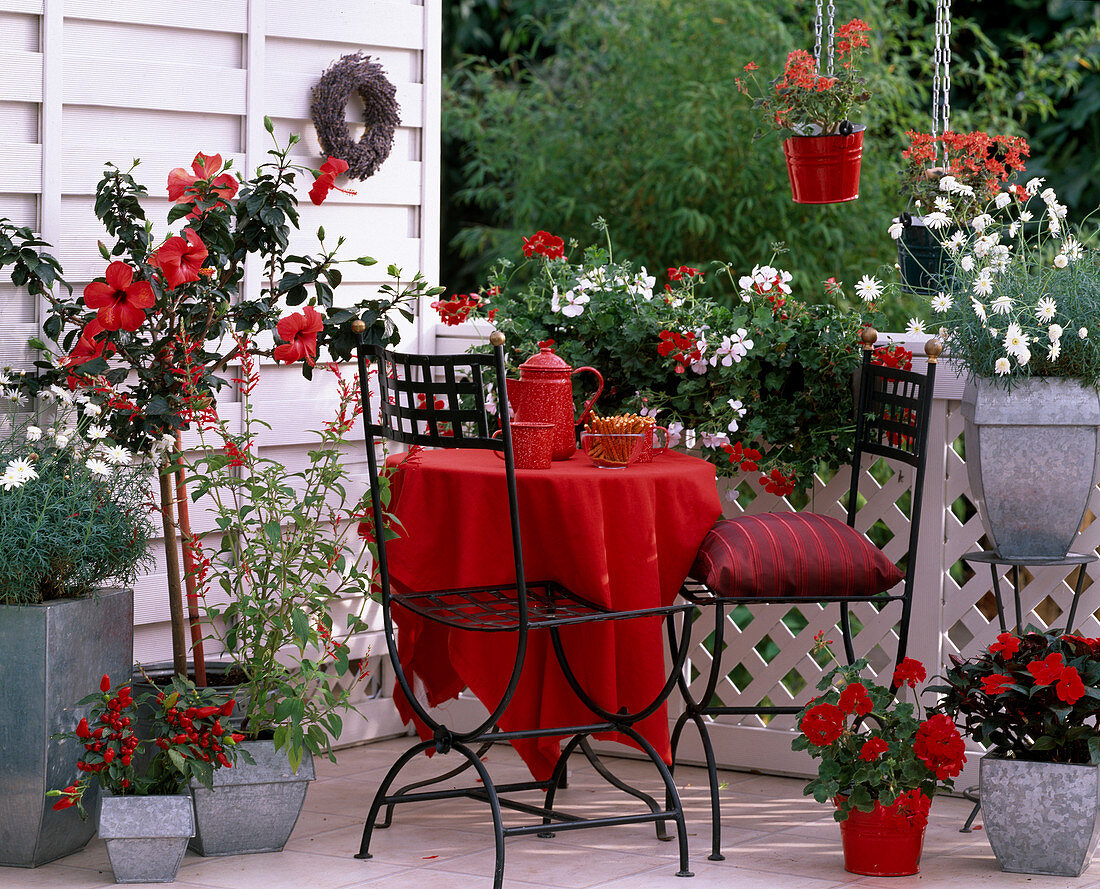 Balkon rot (weiß): Hibiscus, Argyranthemum frutescens (Margerite), Pelargonium