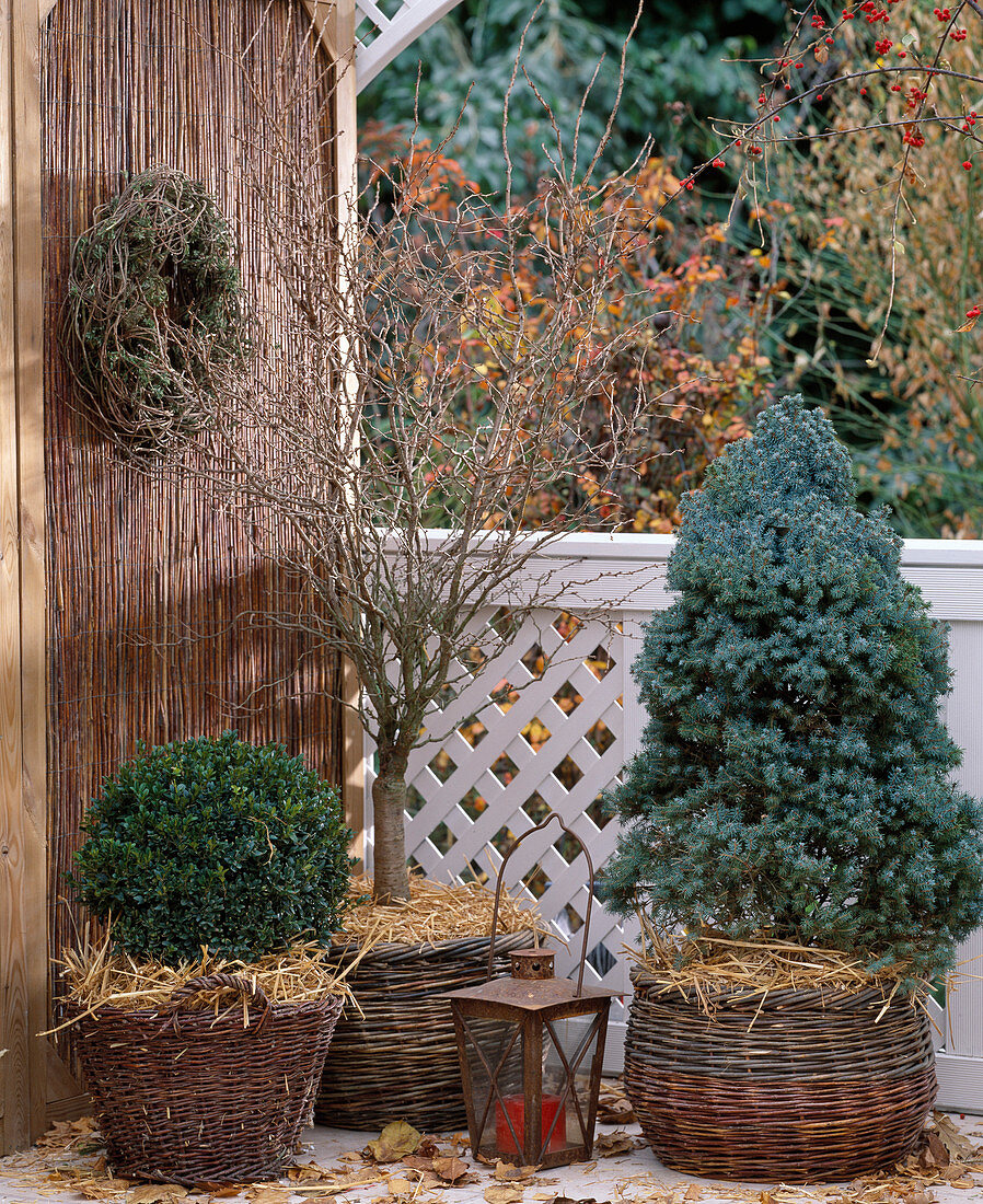 Gehölze auf dem Balkon überwintern: Buxus sempervirens (Buchskugel), Prunus (Zwetschge)