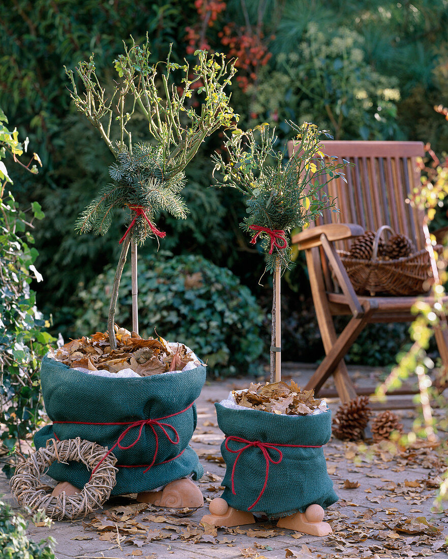 Rosa (rose tree) well packed: pots with air cushion