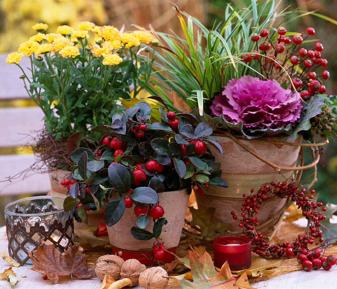 Chrysanthemum 'Improved Tedcha', Gaultheria 'Winter Pearls'/ Scheinbeere, Brassic