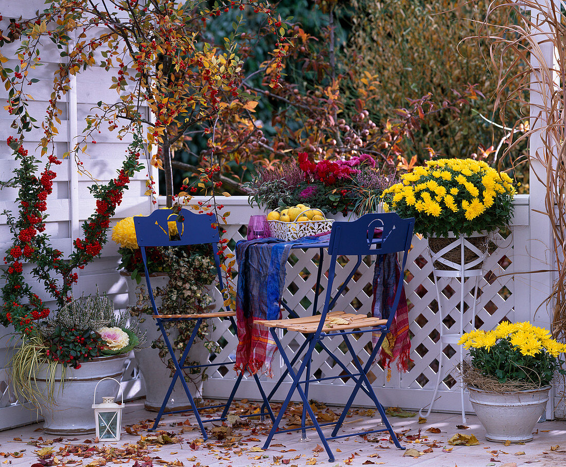 Chrysanthemum, Pyracantha (firethorn), Cotoneaster (dwarf medlar), Gaultheria (S)