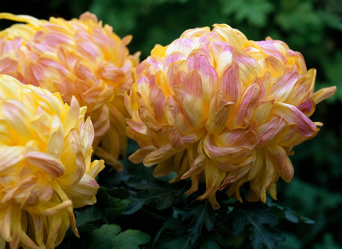 Chrysanthemum indicum 'Rivalry' (Deko-Chrysantheme mit rötlichen Kälte-Verfärbungen)