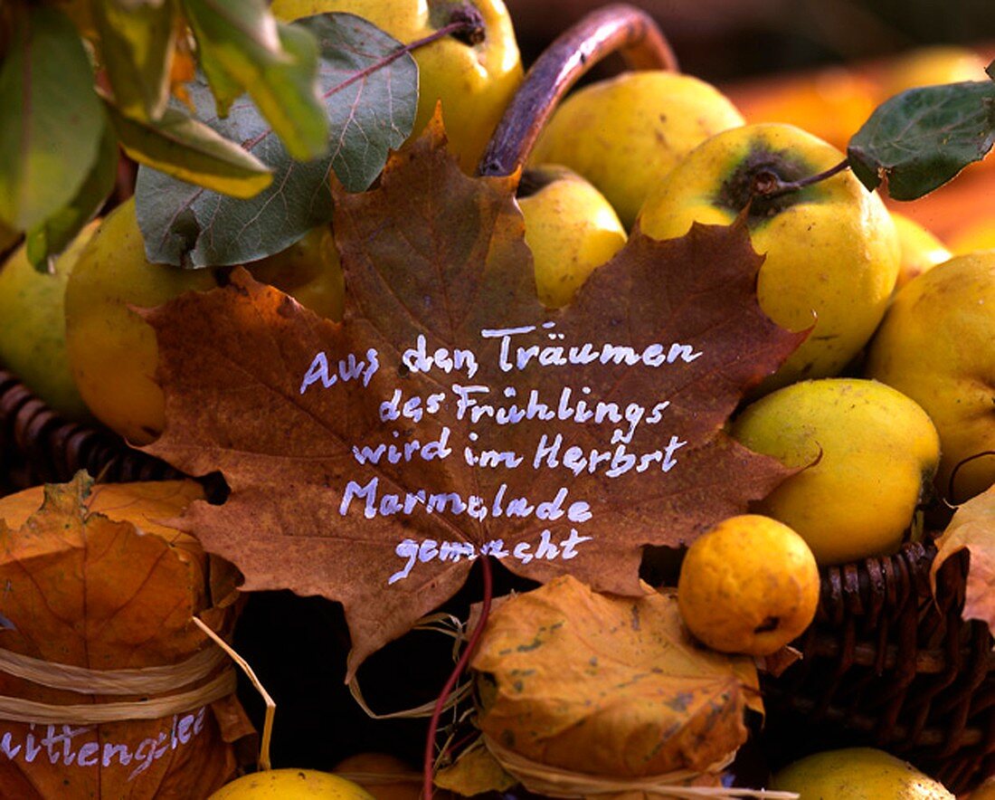 Quince jelly, Cydonia (quince), Chaenomeles (ornamental quince)