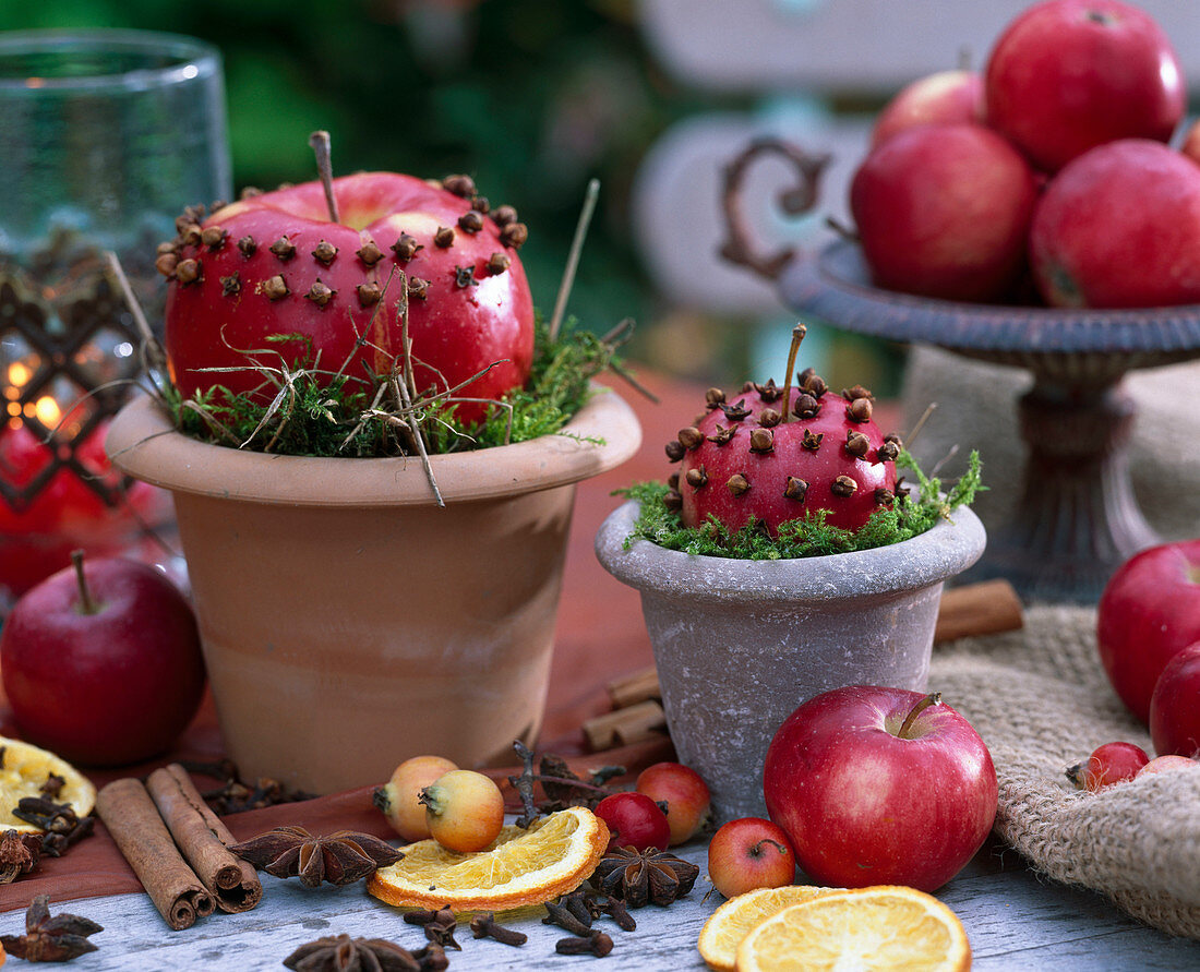 Malus (apple) studded with cloves on clay pots with moss