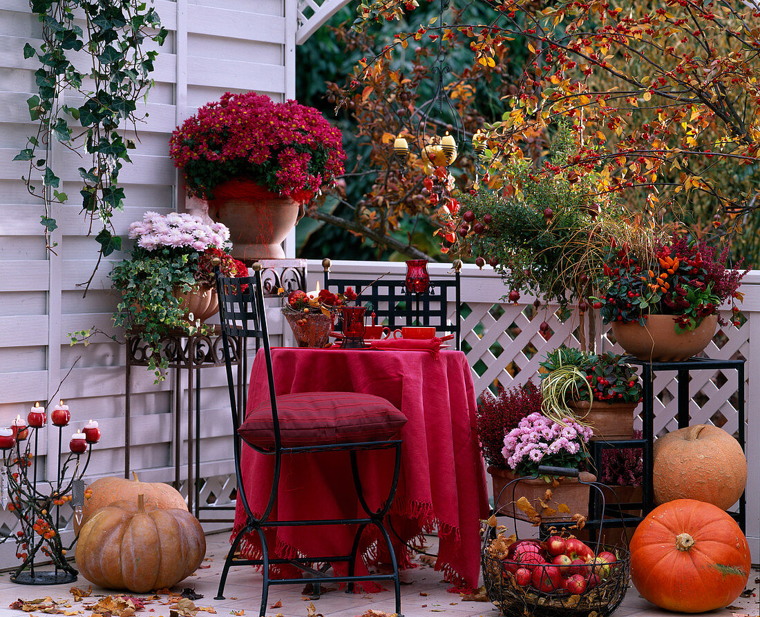 Chrysanthemum, Cucurbita (pumpkins), Capsicum (ornamental peppers), Gaultheria (mock berry)