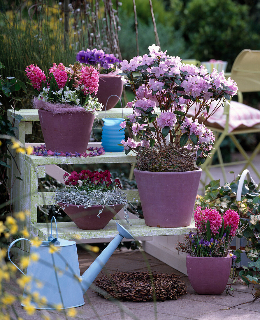 Etagere: Hyacinthus (hyacinths), Rhododendron praecox