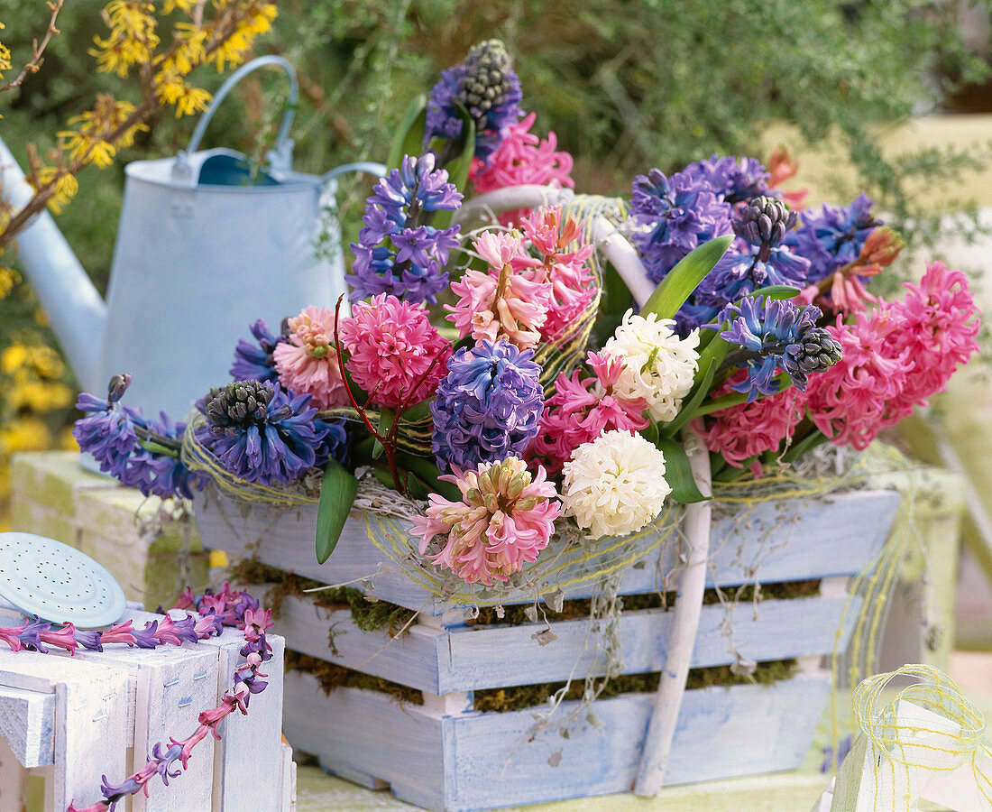 Hyacinthus orientalis / Hyazinthen im Holzkorb, blaue Gießkanne