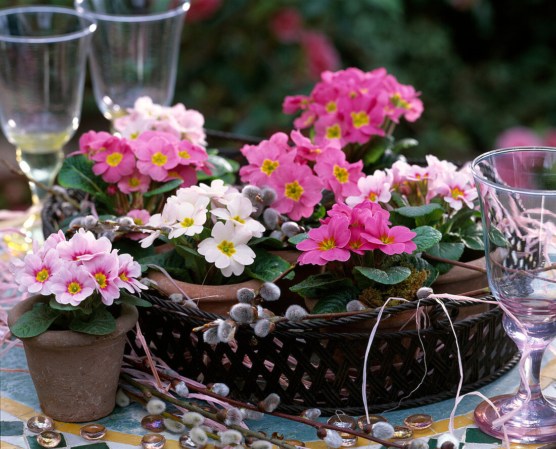 Metal tray with Primula acaulis (spring primrose)