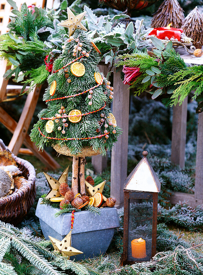 Abies nordmanniana (Nordmanntanne) auf Strohrohling gebunden als Bäumchen, Citrus (Orangenscheiben)