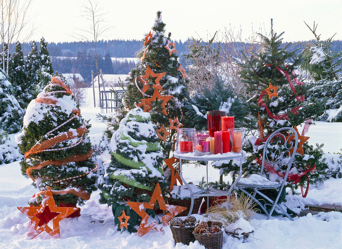 Snowy terrace with Picea (spruce), Abies (fir) and Pinus