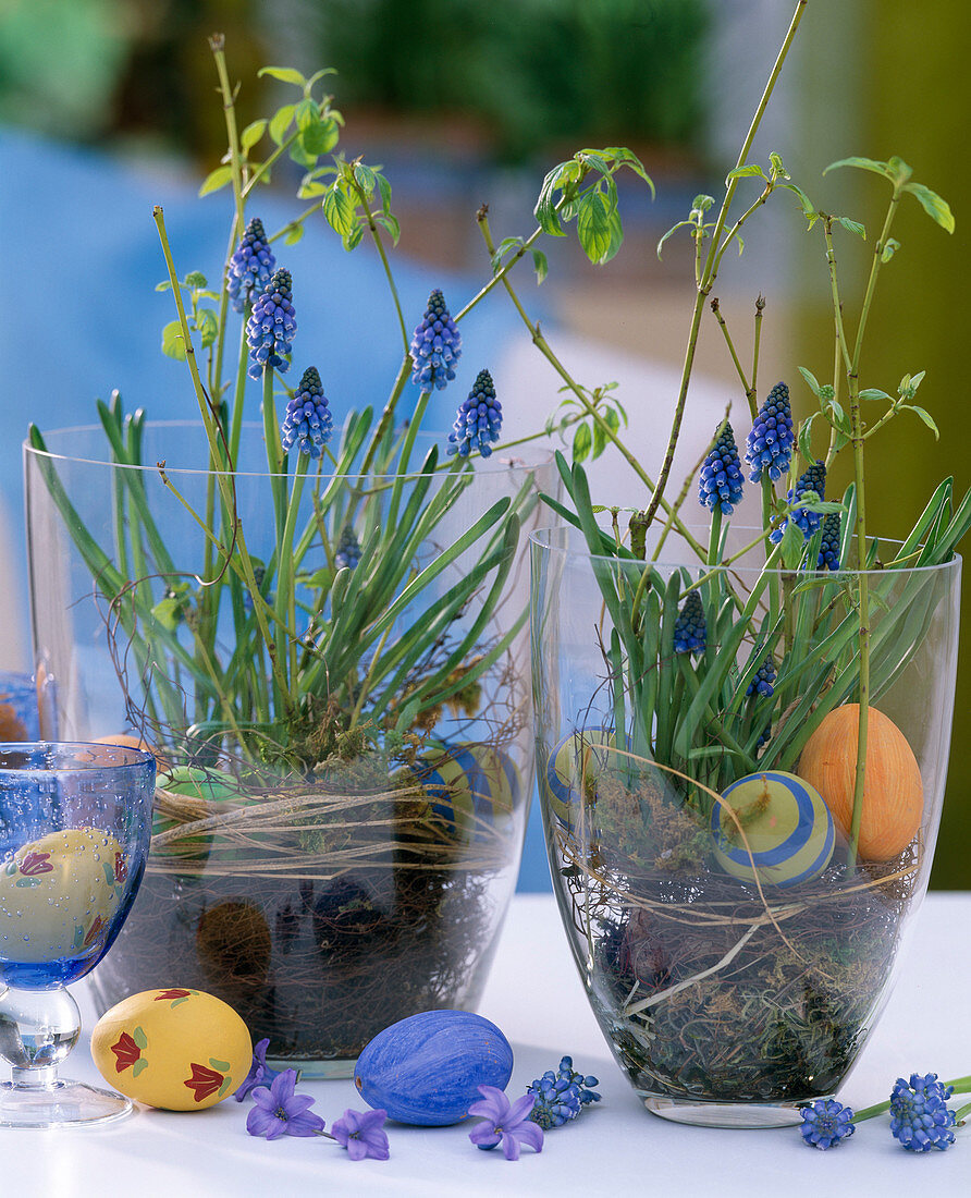 Muscari armeniacum (grape hyacinth), Cornus 'Flaviramea'.