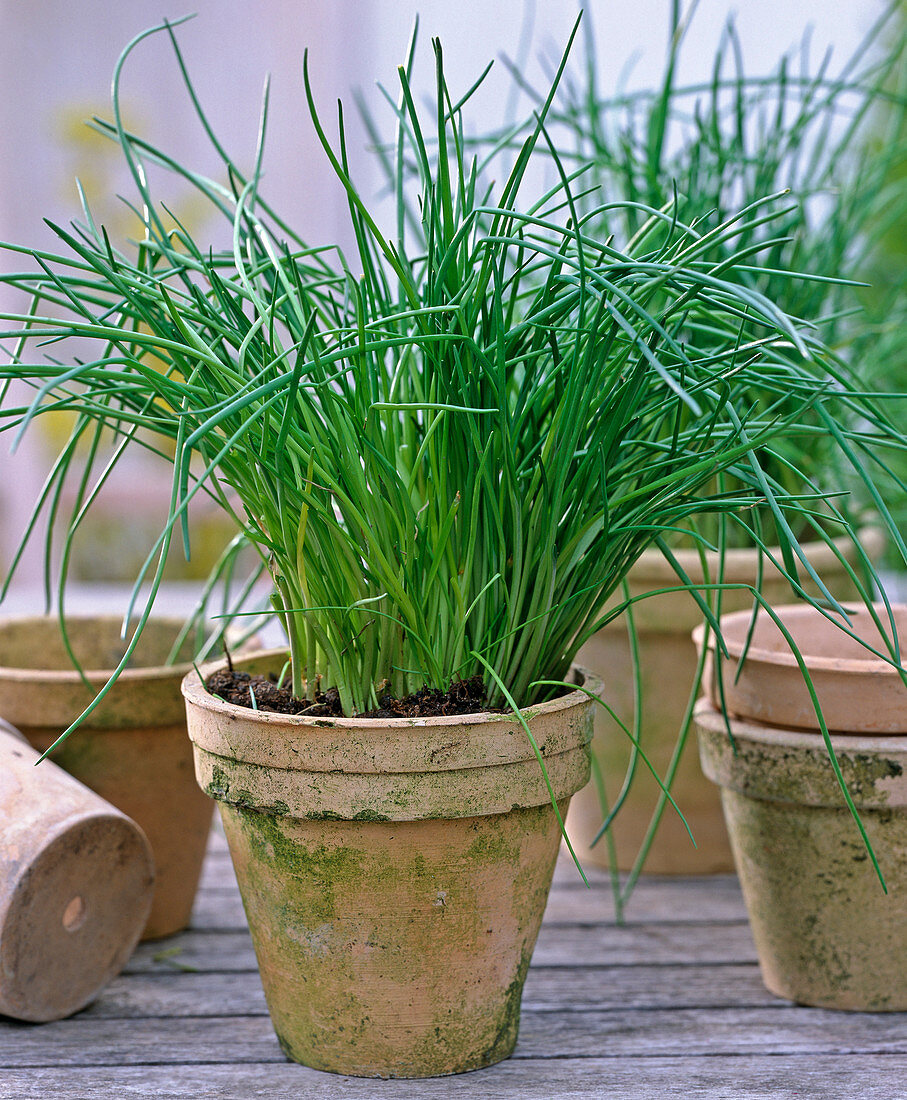 Allium schoenoprasum, in clay pot