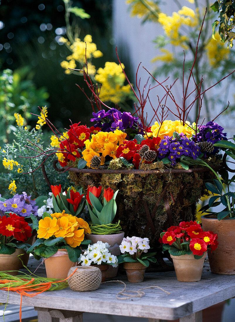 Primula acaulis (spring primrose) in metal basket with moss