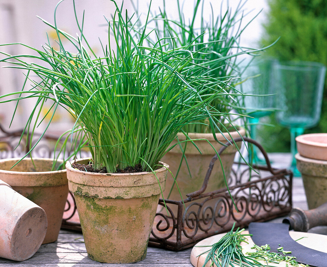 Allium schoenoprasum (wild chives) in clay pot