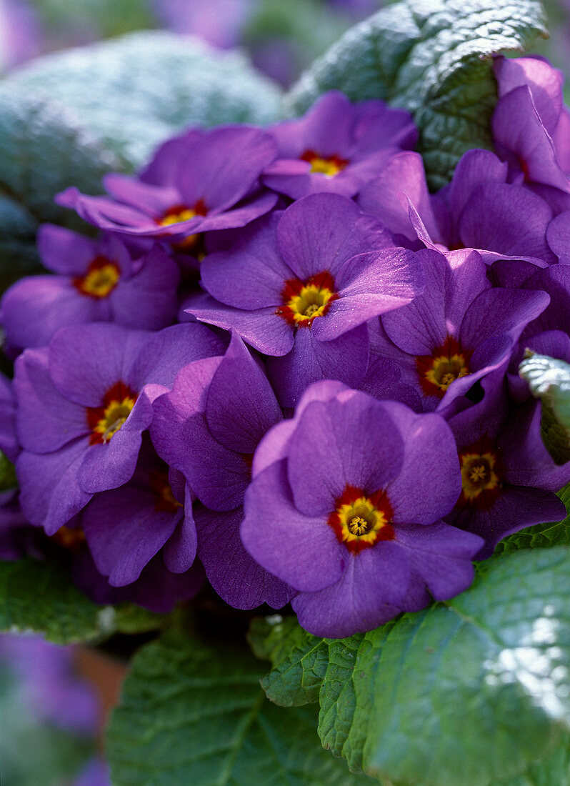 Primula vulgaris 'Lippefreude Blau' (Frühlingsprimel, mehrjährig)