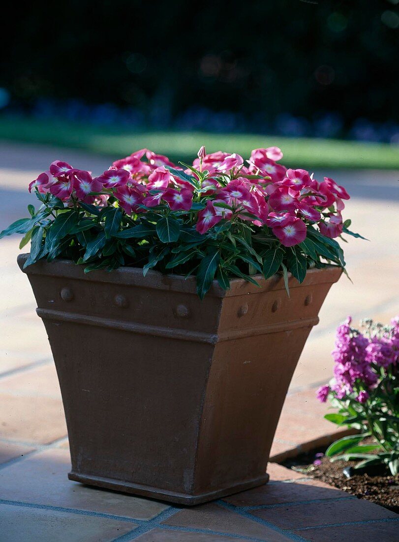 Vinca 'Stardust Magenta' (syn. Catharanthus roseus) (Sinngrün)