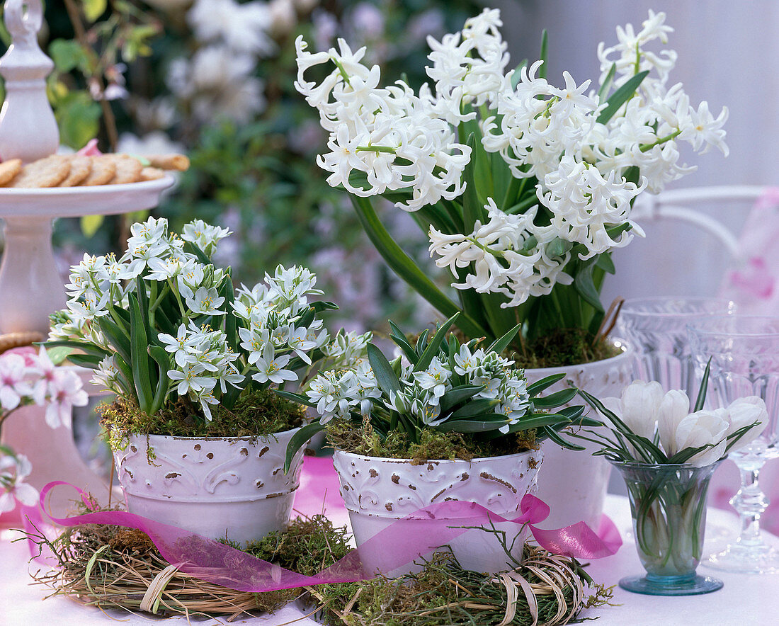 Ornithogalum umbellatum (Star of Bethlehem, Hyacinthus)