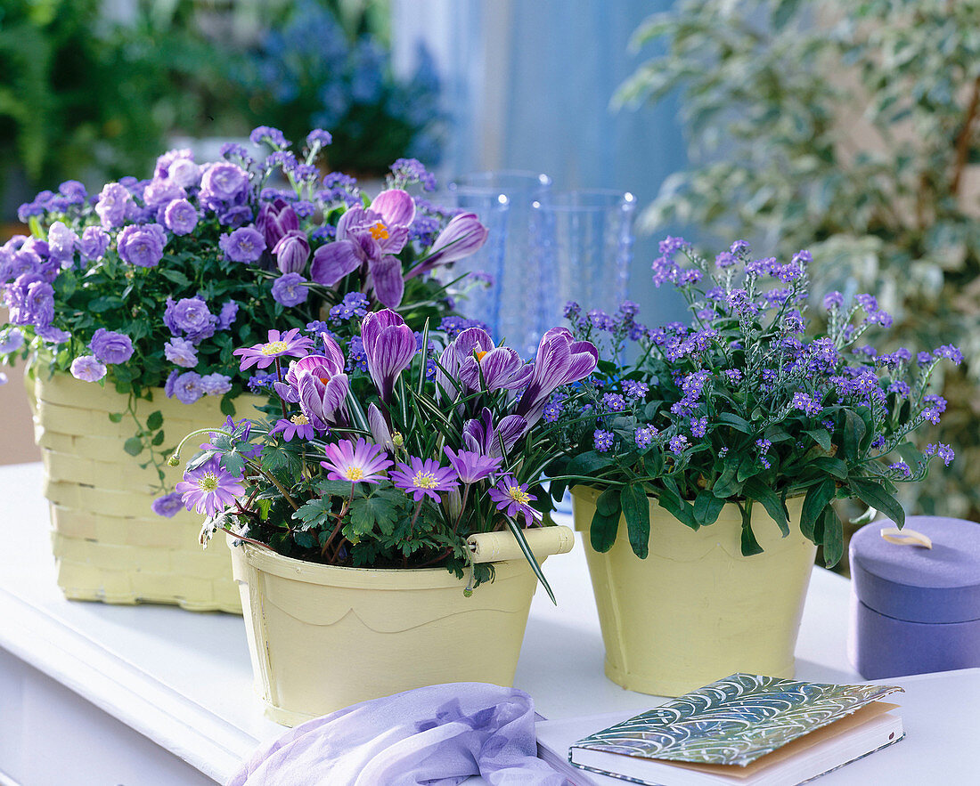 Crocus 'Picnic' (Crocus), Anemone blanda 'Blue Shades'