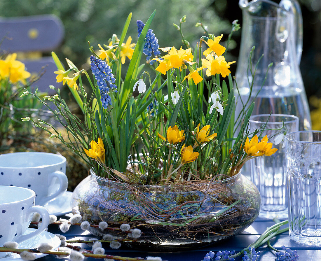 Narcissus 'Tete a Tete' (daffodils), Muscari (grape hyacinths)
