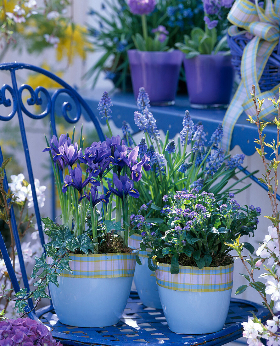 Iris reticulata (reticulated iris), Myosotis 'Myomark' (forget-me-not)