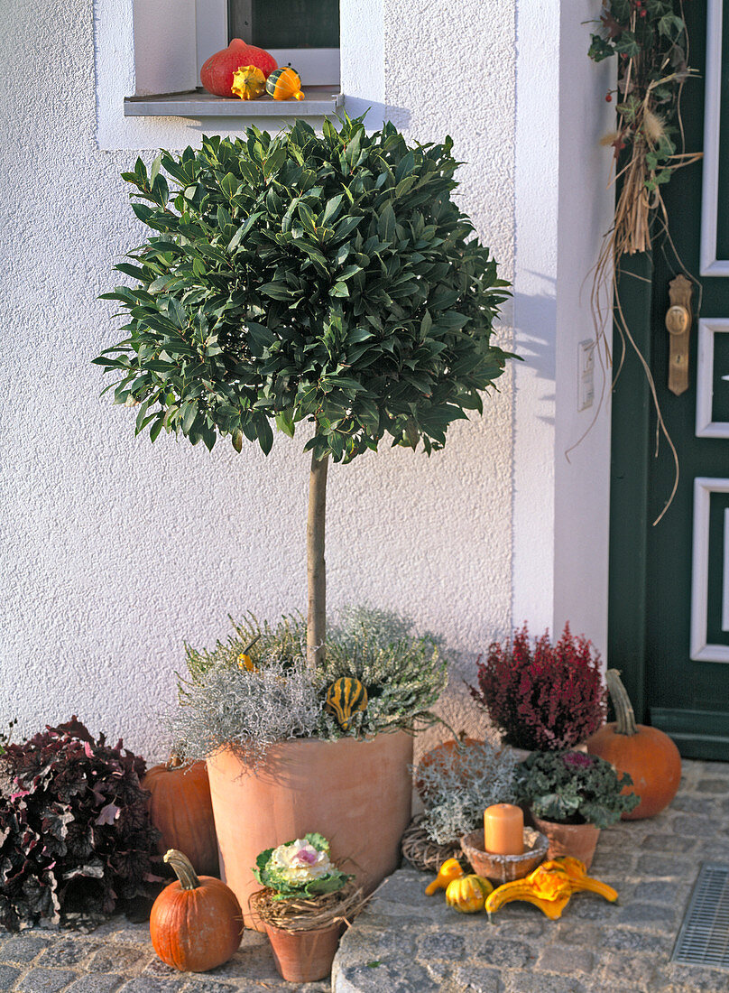 Laurus (Lorbeerbaum), Calocephalus (Stacheldraht)