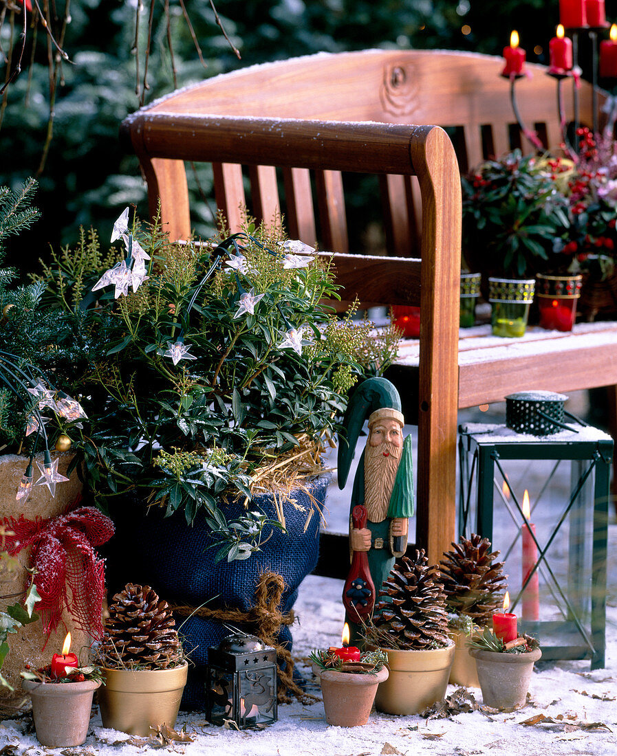 Wooden bench: Pieris (shade bells) with starlight chain