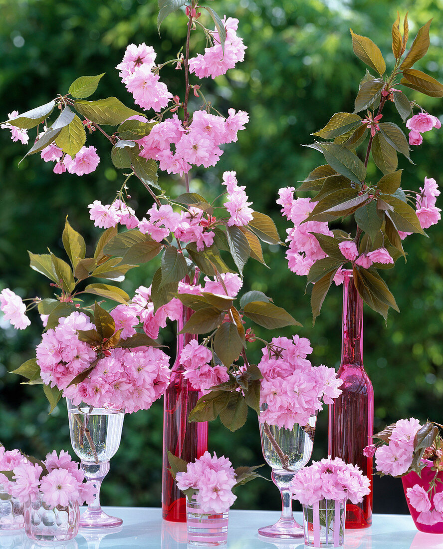 Prunus serrulata 'Kiku-shidare-zakura'