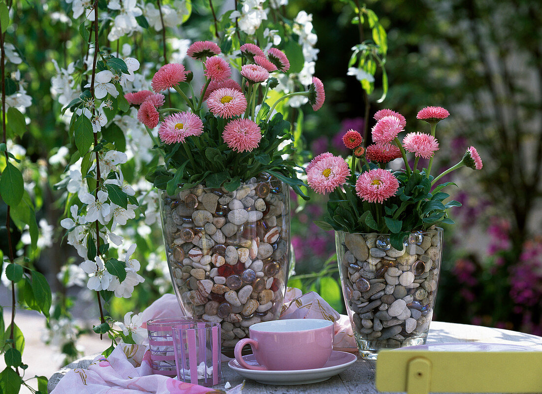 Bellis perennis (daisy) in glass vases with pebbles