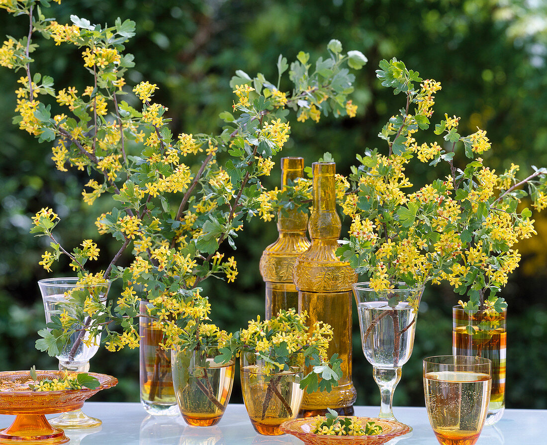 Ribes aureum (gold currant) in different jars