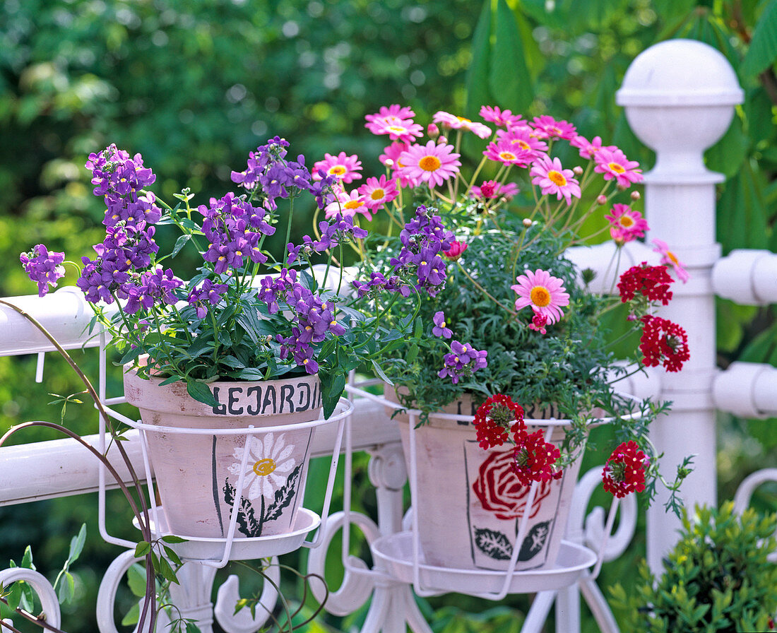 Nemesia 'Blue' (Elfenspiegel), Argyranthemum 'Strawberry pink'