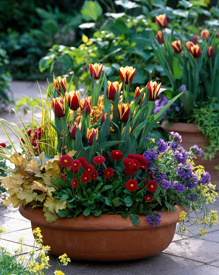 Tulipa 'Gavota' (tulips), Bellis (daisy), Heuchera