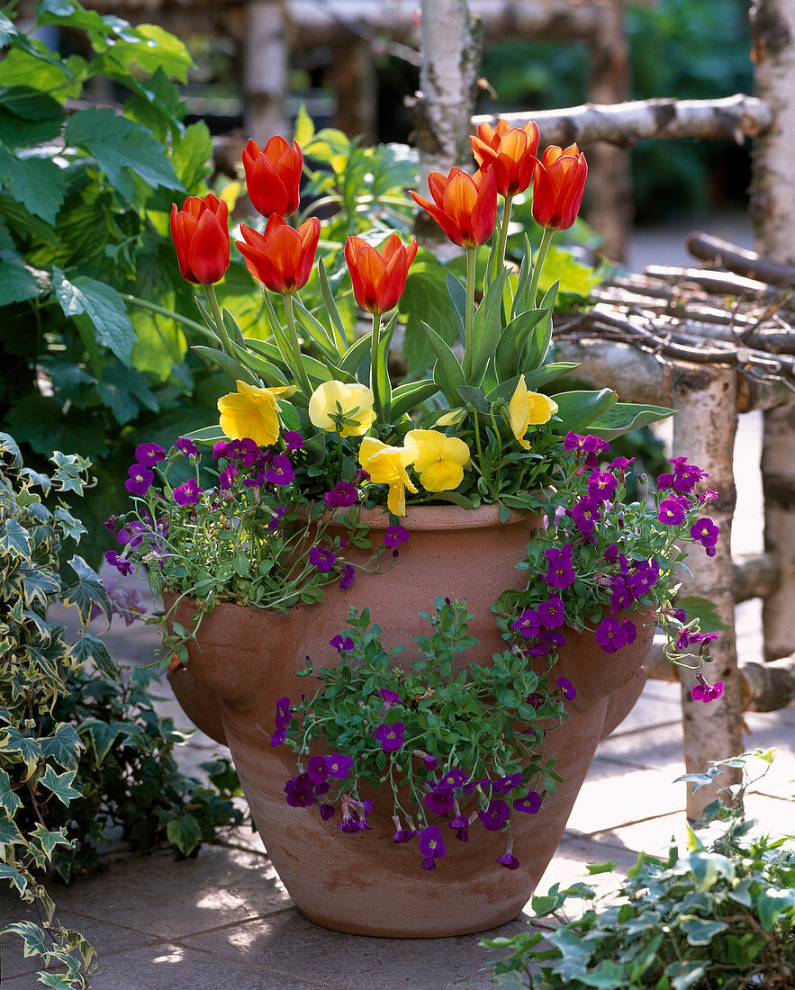 Tulipa 'Deshima' (tulip), Viola (pansy), Aubrieta