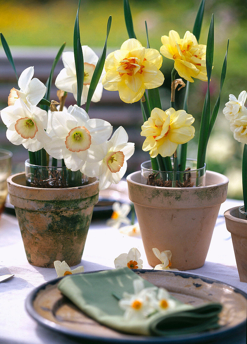 Narcissus 'High Society' (Texas) (Daffodils)