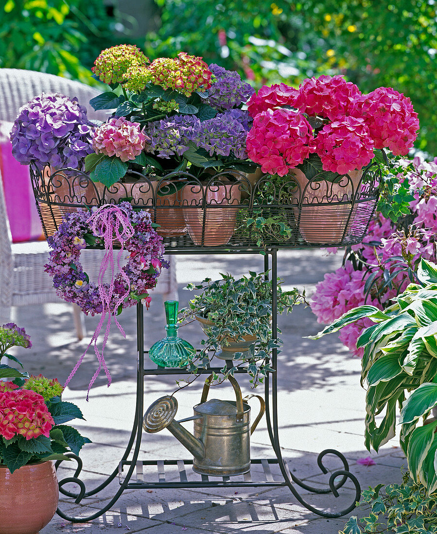 Hydrangea, Hedera (Ivy), Hosta