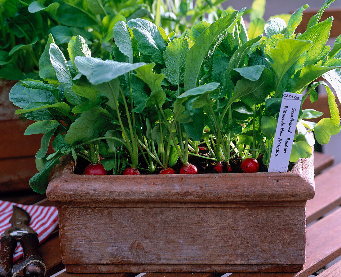 Radishes 'Giant Butter' grown from seed tape in the box