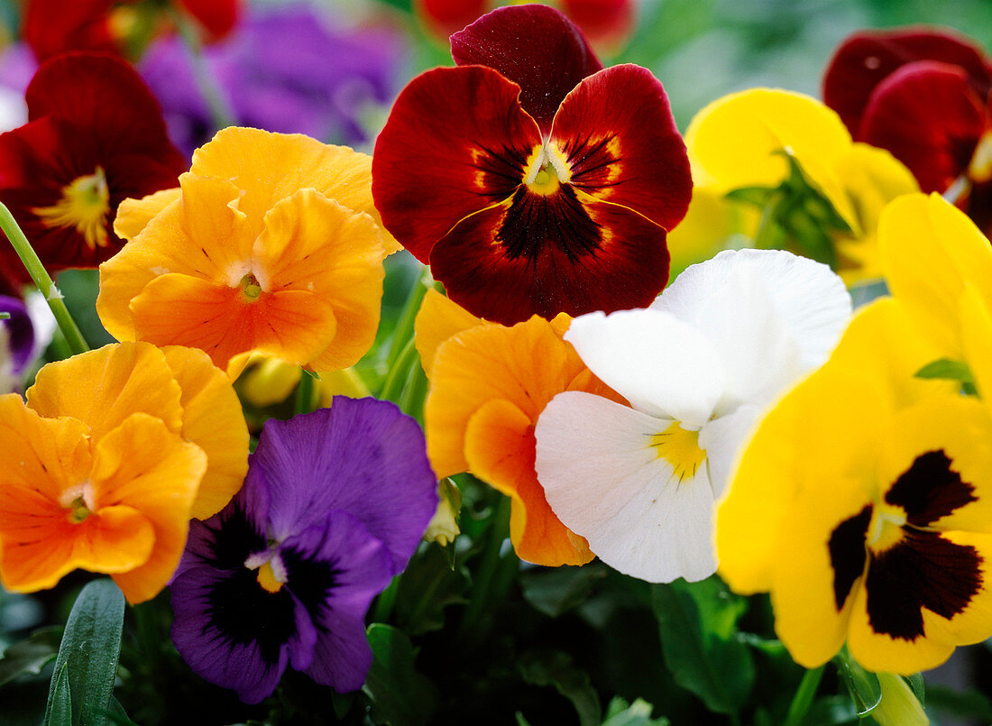 Viola wittrockiana Panola 'Fire', 'Orange Improved', 'Yellow With Blotch'