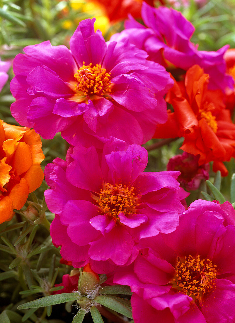 Portulaca grandiflora 'Margarita Mix' / Portulakröschen