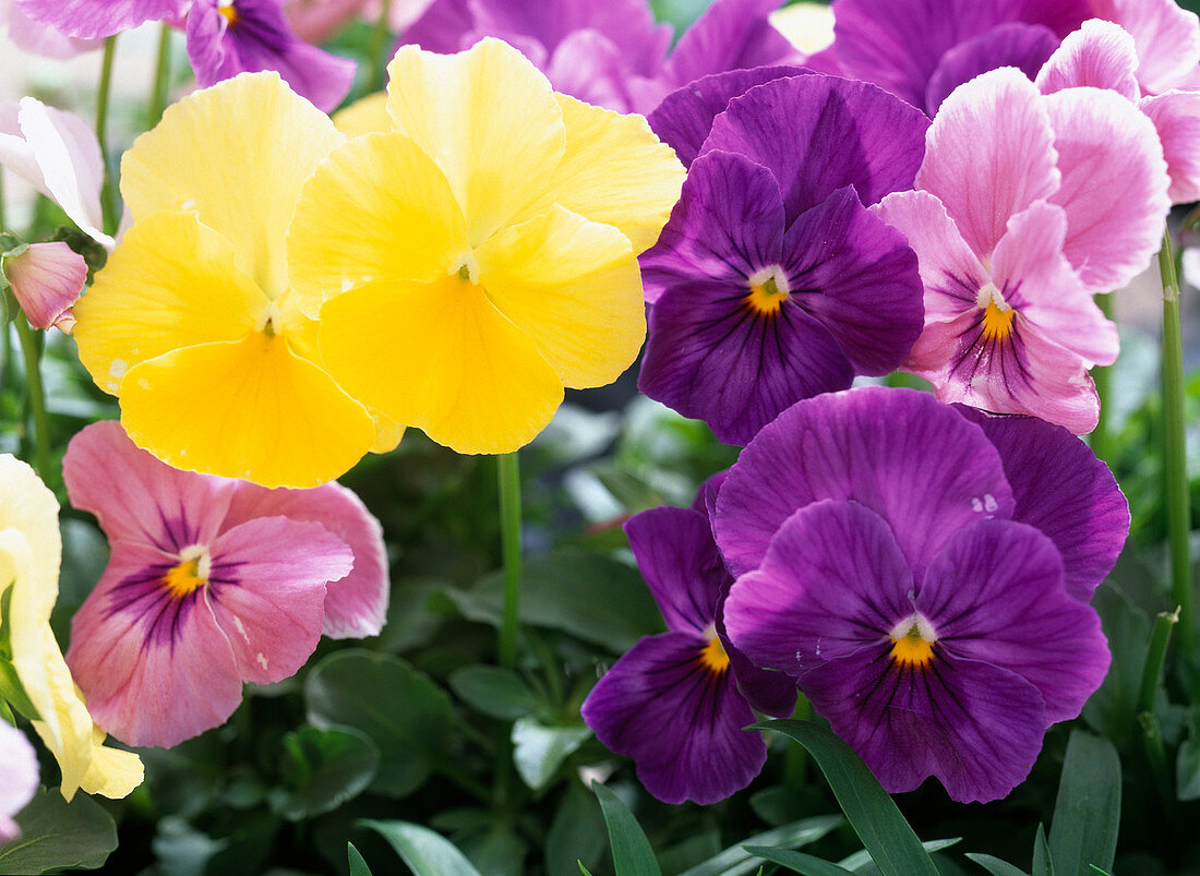 Viola Panola 'Silhouette Mixture' and 'Royal Purple' (Pansies)