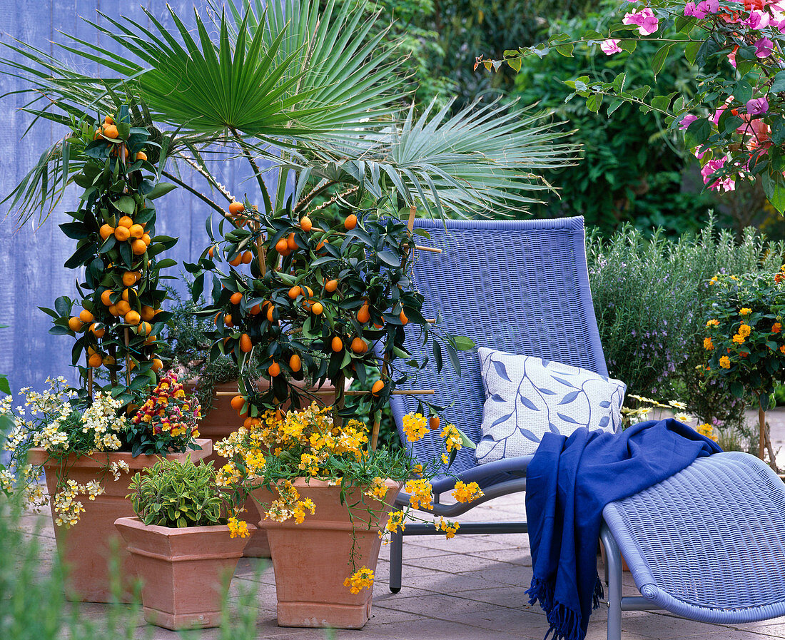 Citrus mitis (Calamondin orange), Fortunella japonica (Kumquat)